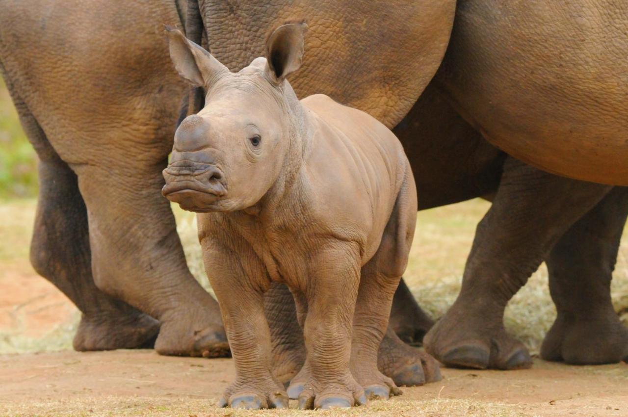 Botlierskop Private Game Reserve Reebok Εξωτερικό φωτογραφία