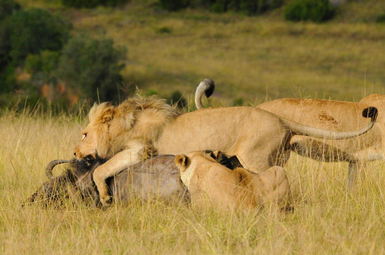 Botlierskop Private Game Reserve Reebok Εξωτερικό φωτογραφία