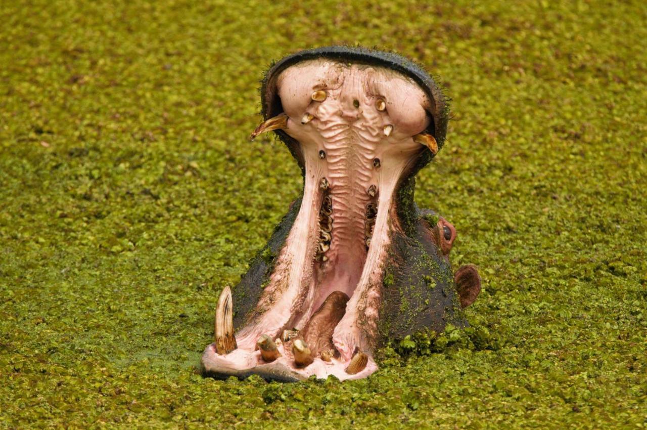 Botlierskop Private Game Reserve Reebok Εξωτερικό φωτογραφία