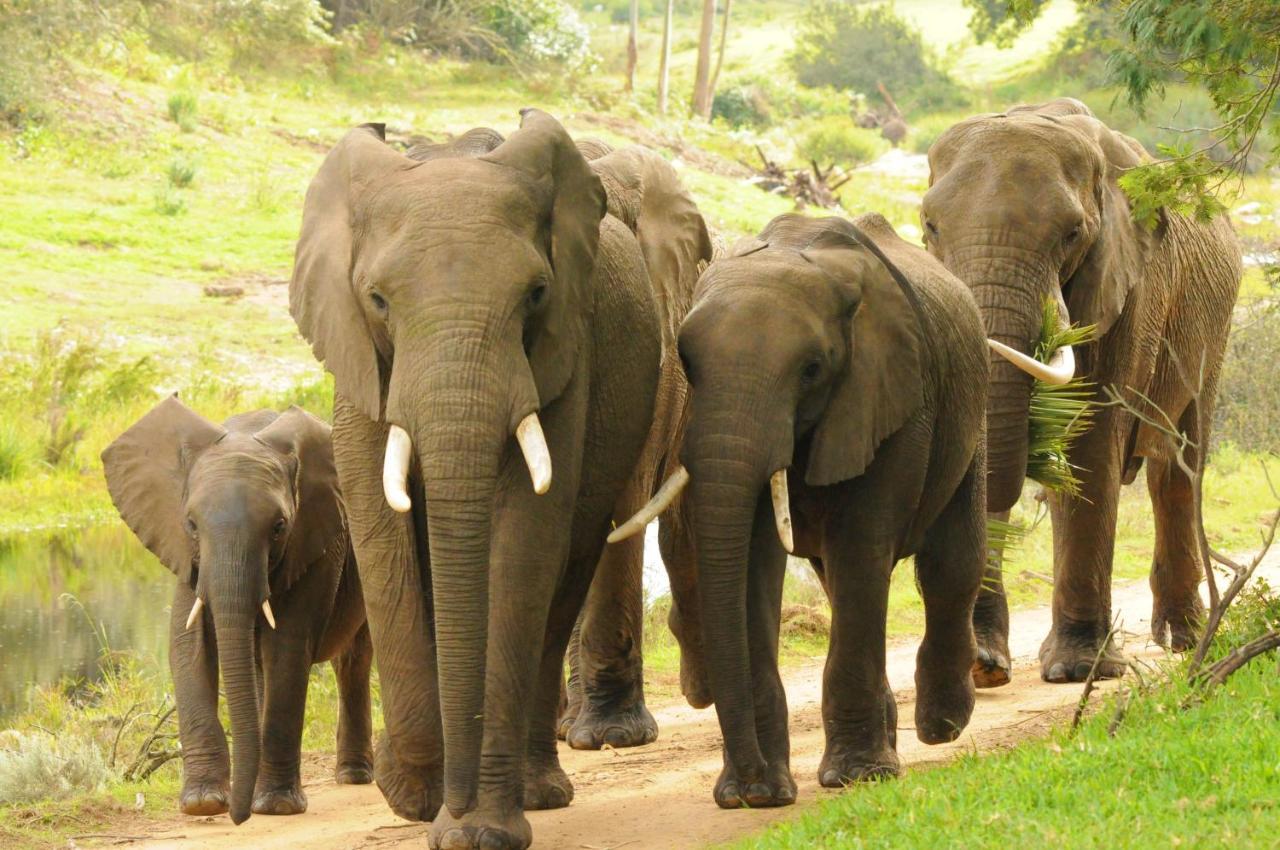 Botlierskop Private Game Reserve Reebok Εξωτερικό φωτογραφία