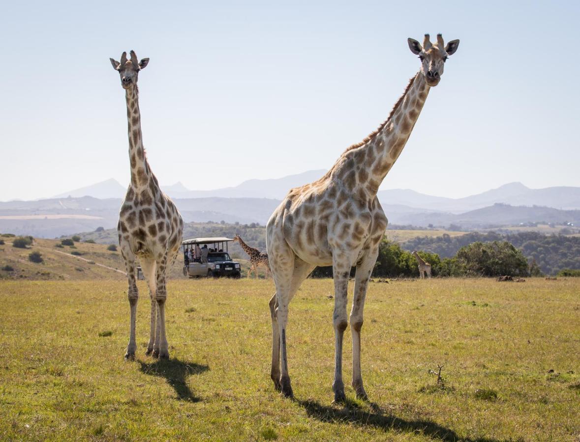 Botlierskop Private Game Reserve Reebok Εξωτερικό φωτογραφία