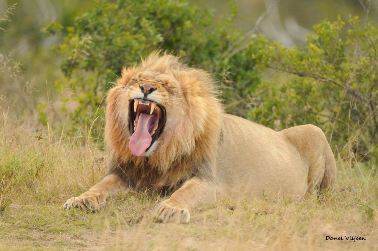 Botlierskop Private Game Reserve Reebok Εξωτερικό φωτογραφία
