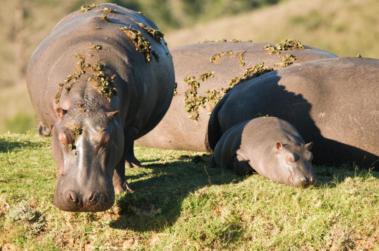 Botlierskop Private Game Reserve Reebok Εξωτερικό φωτογραφία
