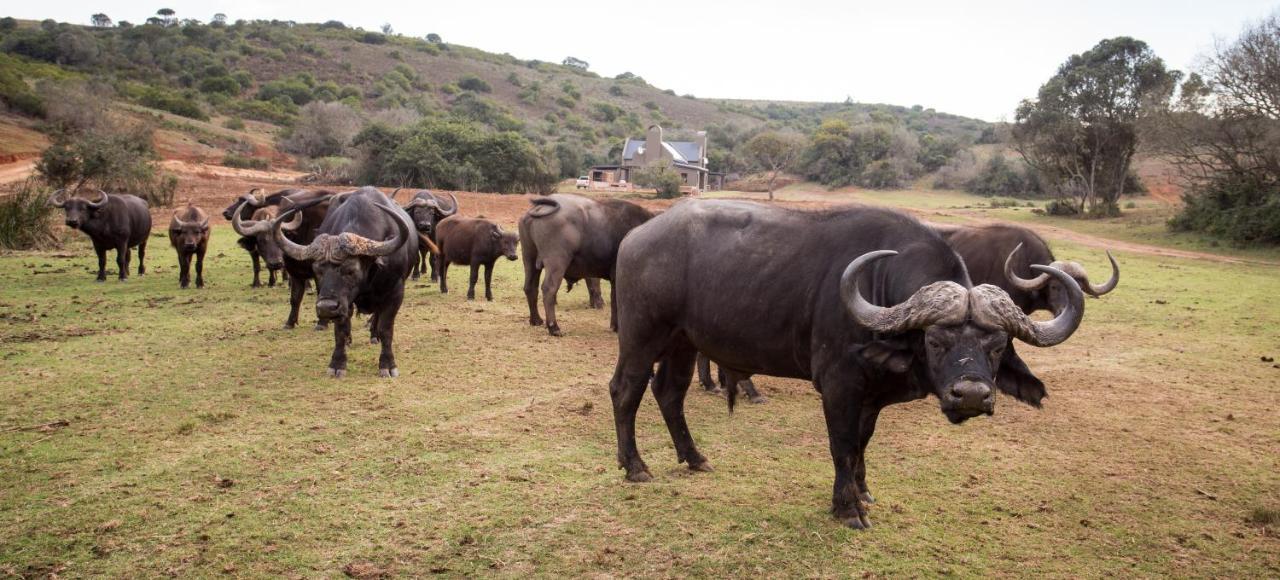 Botlierskop Private Game Reserve Reebok Εξωτερικό φωτογραφία