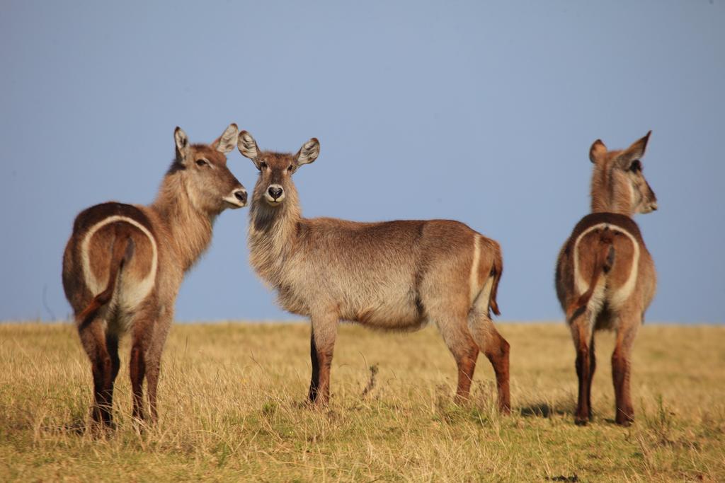 Botlierskop Private Game Reserve Reebok Εξωτερικό φωτογραφία