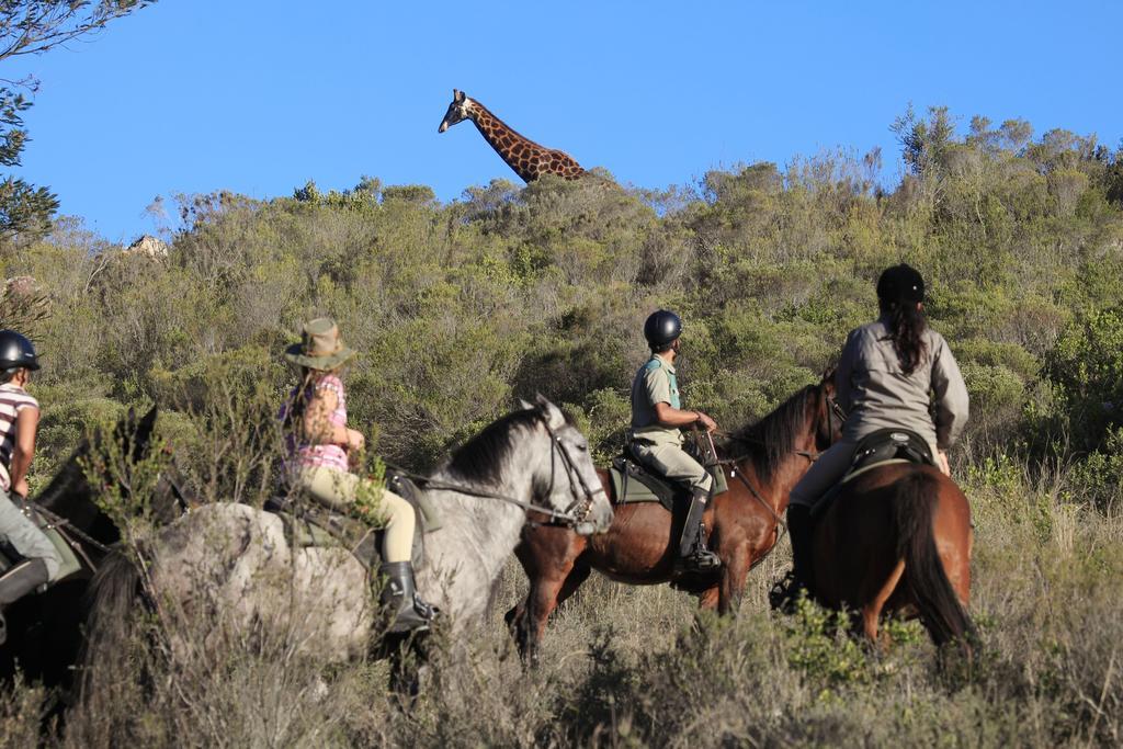 Botlierskop Private Game Reserve Reebok Εξωτερικό φωτογραφία
