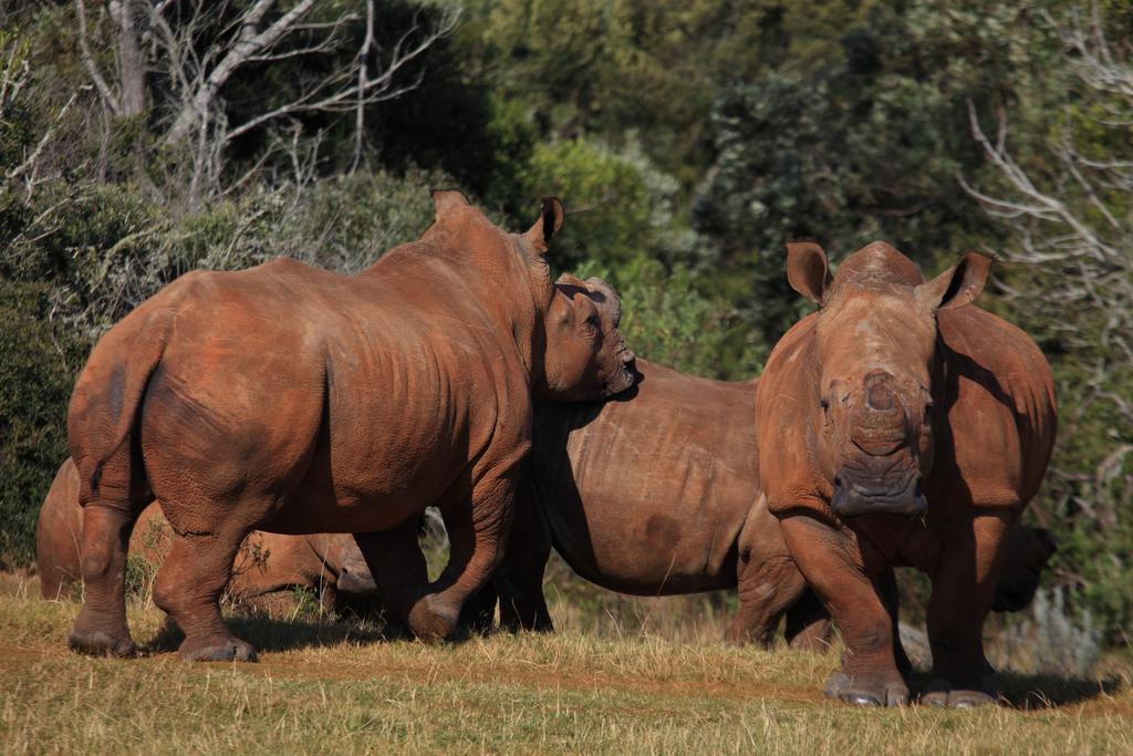 Botlierskop Private Game Reserve Reebok Εξωτερικό φωτογραφία