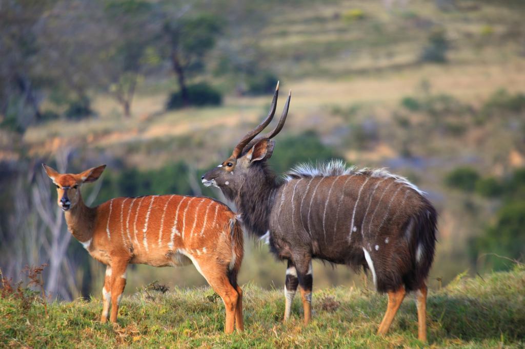 Botlierskop Private Game Reserve Reebok Εξωτερικό φωτογραφία