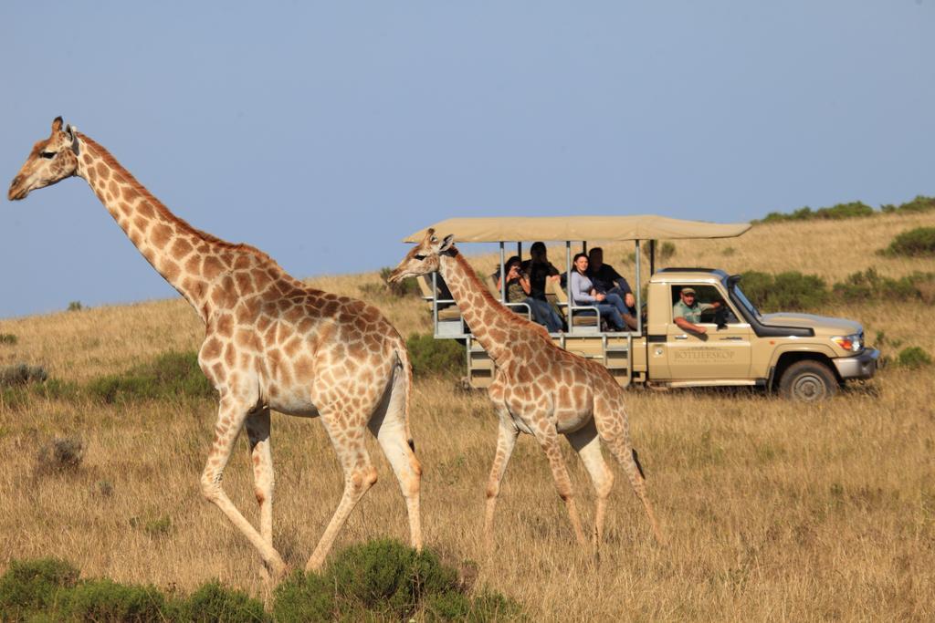 Botlierskop Private Game Reserve Reebok Εξωτερικό φωτογραφία