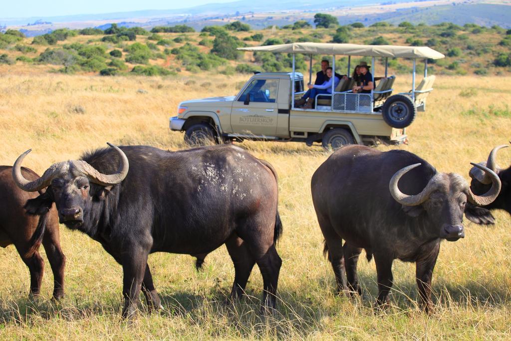 Botlierskop Private Game Reserve Reebok Εξωτερικό φωτογραφία