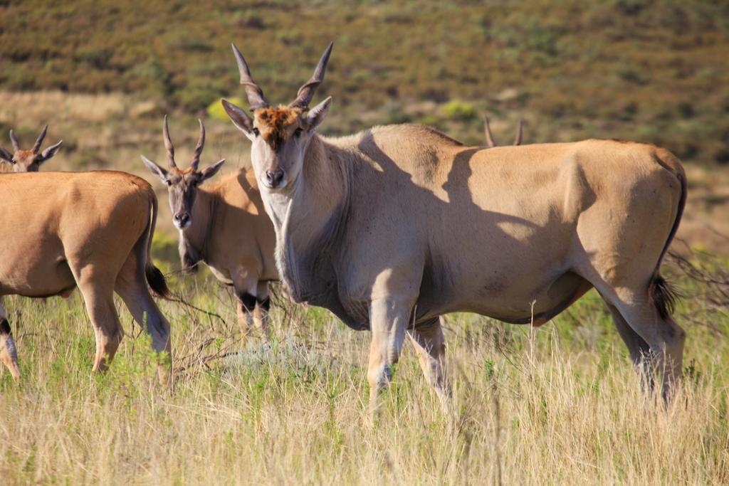 Botlierskop Private Game Reserve Reebok Εξωτερικό φωτογραφία
