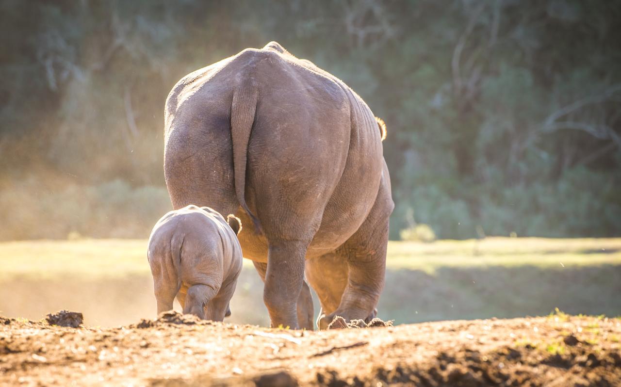 Botlierskop Private Game Reserve Reebok Εξωτερικό φωτογραφία
